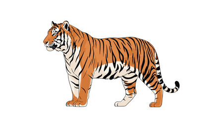 Obraz premium Powerful tiger with distinctive orange and black stripes standing in profile against a clean white background for design.