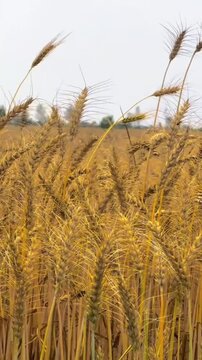 Golden Wheat Field Swaying in the Wind under Clear Sky