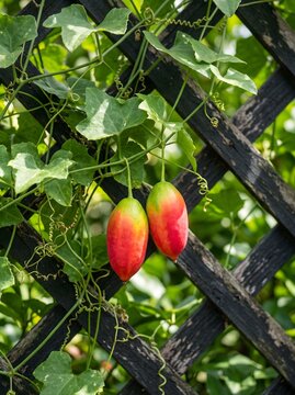 Ripe Ivy Gourd hanging on a vine in the garden