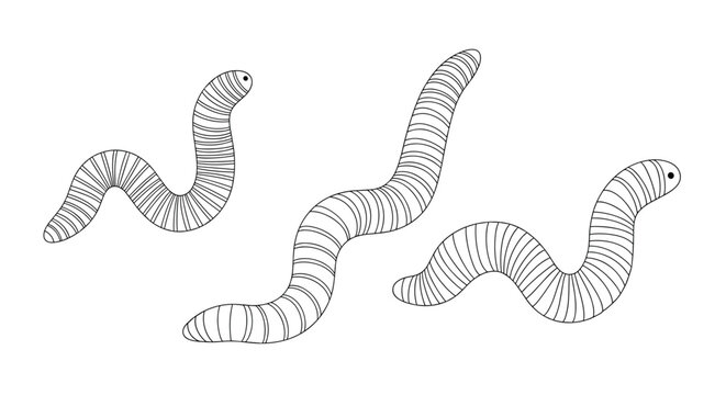 Minimalist black and white line art illustration of three segmented worms crawling across a plain white surface in various curved positions.