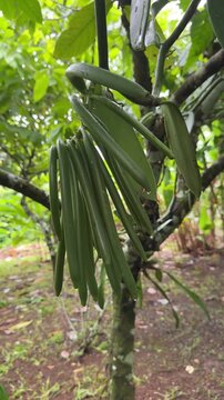 Closeup of Vanilla Pods in Costa Rica