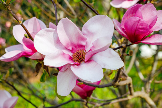 Spring nature background. Blooming Pink Magnolia soulangeana (Saucer Magnolia) with pink and white flowers in spring garden close up