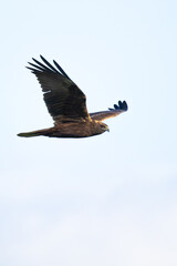 Obraz premium Close-up of a female Western Marsh Harrier in flight (Circus aeruginosus)