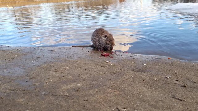 Cute and funny baby wild nutria.Life of nutria in the wild.