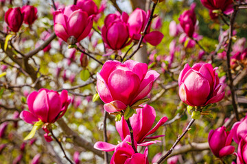 Fototapeta premium Magnolia ‘Genie’ deep pink flowers on tree branches, spring blooming ornamental magnolia close up
