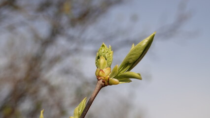 Rozkwitająca wiosną przyroda w postaci młodych zielonych listków na gałązce białego bzu.  © tomo81