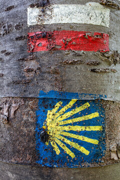 French section of the el camino trail sign on a tree bark