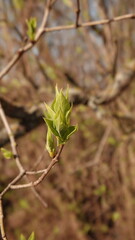 Rozkwitająca wiosną przyroda w postaci młodych zielonych listków na gałązce białego bzu.  © tomo81