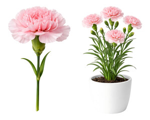 Obraz premium Pink carnation flowers in a white pot and single stem isolated on transparent background