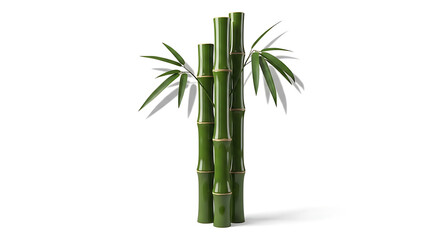 Fototapeta premium tall green bamboo plant with multiple stalks and leafy branches isolated on white background, illustration