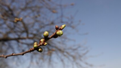 Pąki rozkwitającej wiśni w okresie wiosennym © tomo81
