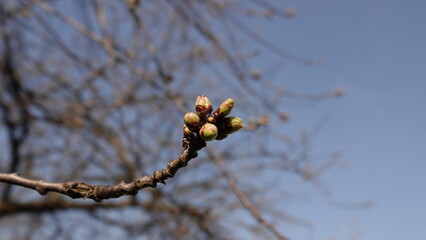 Pąki rozkwitającej wiśni w okresie wiosennym © tomo81