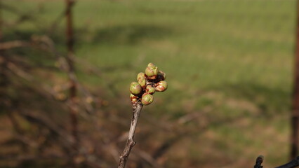 Pąki rozkwitającej wiśni w okresie wiosennym © tomo81