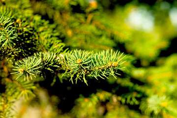 pine branches closeup at sunlight. Natural coniferous background texture. © Lubov