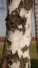 Biała kora brzozy  © tomo81