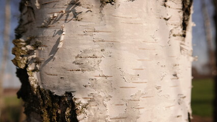 Biała kora brzozy  © tomo81