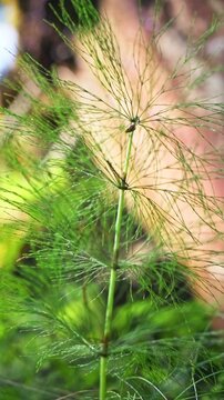 Macro shot of green horsetail plant in Norwegian forest with soft bokeh light. Concept of biodiversity, ESG sustainability and pure wild nature in slow motion aesthetic.