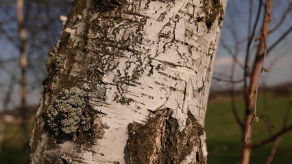 Biała kora brzozy  © tomo81