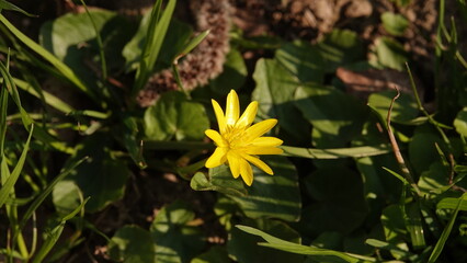 Żółty polny kwiat na tle trawy © tomo81