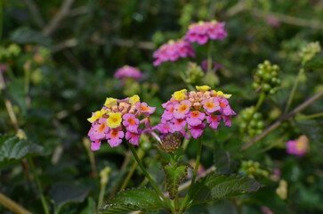 Kwiaty lantany pospolitej (Lantana camara) w ogrodzie, kolorowe kwiatostany © Ewa