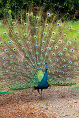 Obraz premium peacock with feathers