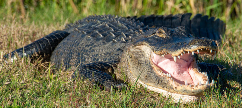 American Alligator with Open Mouth Showing Teeth in Natural Wetland Habitat