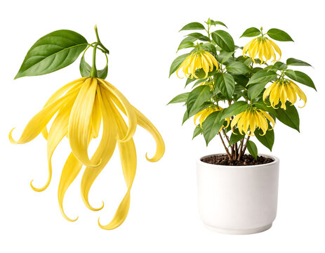 Beautiful Michelia champaca flowers and potted plant with green leaves and soil transparent background