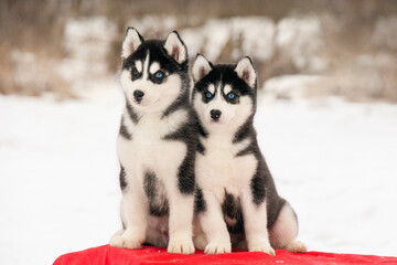 Pair of beautiful fluffy husky pups sitting together on snow. Majestic northern breed dogs with black and white fur patterns © Alina Ziabrieva