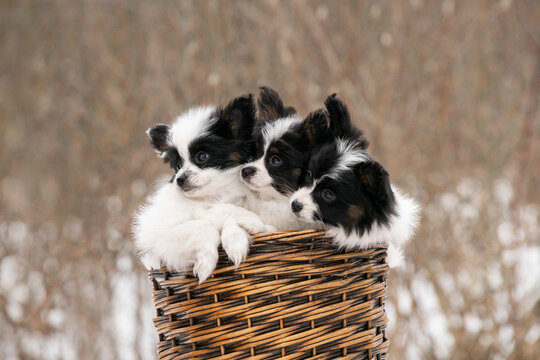 Cute Continental Toy Spaniel pups huddled together in a basket. Fluffy pets with distinctive butterfly ears in a natural setting