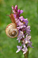 Land snail © Edmondo