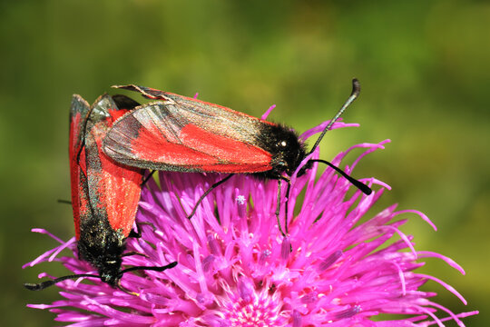 Transparent burnet (Zygaena purpuralis)