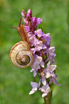 Land snail