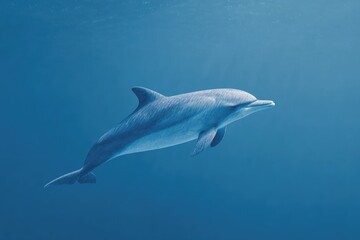 Fototapeta premium A dolphin swimming in the ocean