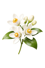 Fototapeta premium White jasmine flowers with green leaves and yellow stamens on stem transparent background