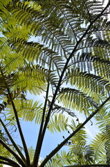 Liście paproci drzewiastej (Cyathea sp.) na tle nieba, tropikalna roślinność © Ewa