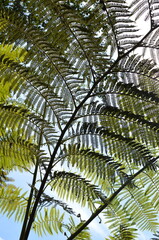 Liście paproci drzewiastej (Cyathea sp.) na tle nieba, tropikalna roślinność © Ewa