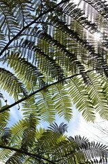 Liście paproci drzewiastej (Cyathea sp.) na tle nieba, tropikalna roślinność © Ewa