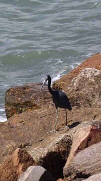 Little blue heron on Coastal Rocks with Ocean Waves Crashing	