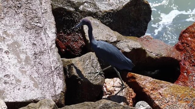 Little blue heron on Coastal Rocks with Ocean Waves Crashing	