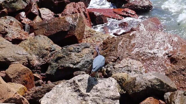 Little blue heron on Coastal Rocks with Ocean Waves Crashing	