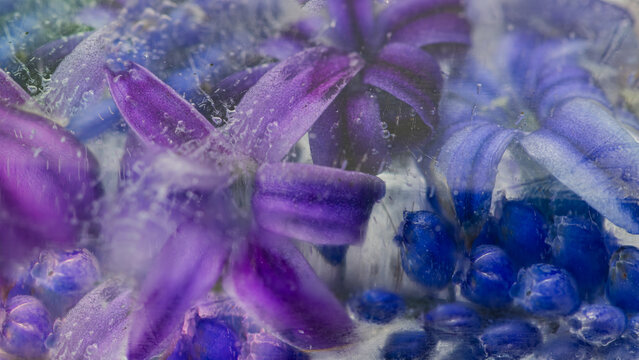abstract purple and blue background with frozen hyacinth and muscari flower petals in ice