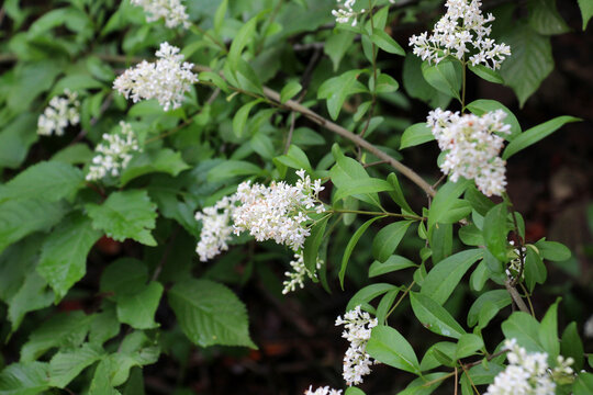 In the spring in nature, ordinary privet (ligustrum vulgare) blooms