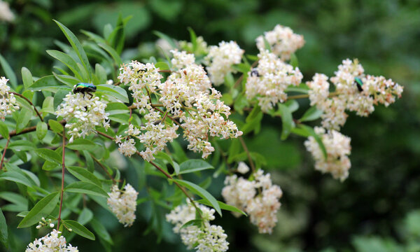 In the spring in nature, ordinary privet (ligustrum vulgare) blooms