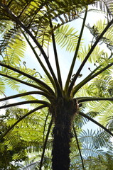 Paproć drzewiasta (Cyathea sp.) widziana od dołu, tropikalny ogród w Funchal (Madeira, Portugal) © Ewa