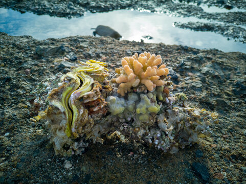 Tide pool coral and marine organisms on rocky shoreline close up coastal ecosystem