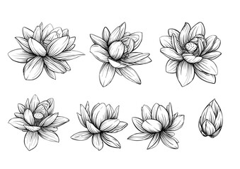 Obraz premium Lotus flower botanical set. Hand drawn floral collection with blooms buds leaves and lily pads for decorative design textile wallpaper wedding print art yoga and meditation projects.