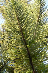 Araukaria wyniosła (Araucaria heterophylla) na tle nieba, egzotyczne drzewo iglaste © Ewa