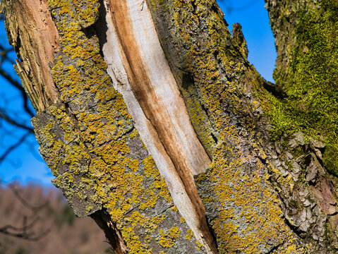 Close view of damaged tree bark covered with yellow lichen and moss in Yorkshire UK, with bright natural detail and rugged woodland texture