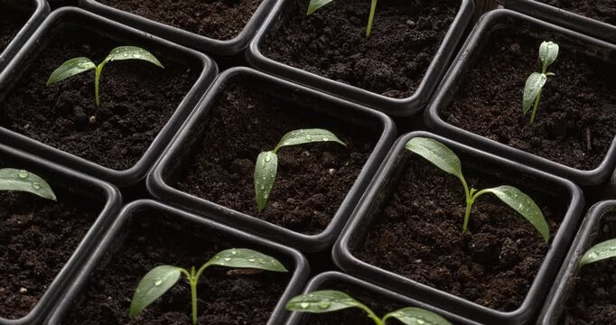 Young, freshly quilted, Jalapeno seedlings in germination pots. Table spin.