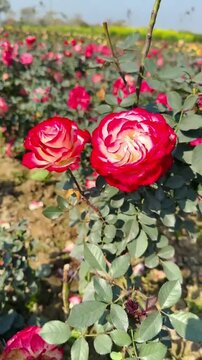 Beautiful Red and White Bi-color Roses in a Sunny Garden